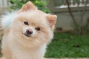 Плюсы и минусы наличия собаки